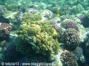 Wonders of the. Red Sea
