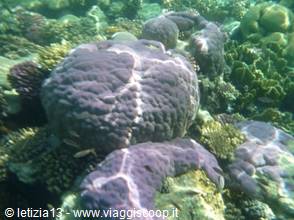 Wonders of the. Red Sea