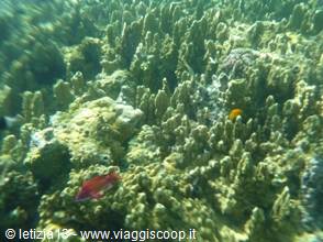 Wonders of the. Red Sea