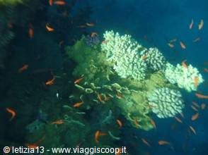 Wonders of the. Red Sea