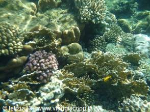 Wonders of the. Red Sea