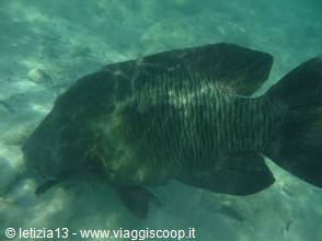Napoleon fish at Ras Mohammed
