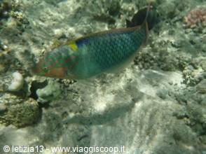 Wonders of the. Red Sea