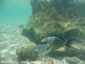 Wonders of the. Red Sea
