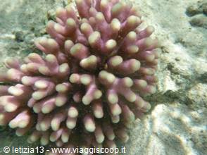 Wonders of the. Red Sea