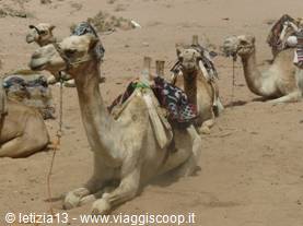Sinai Desert