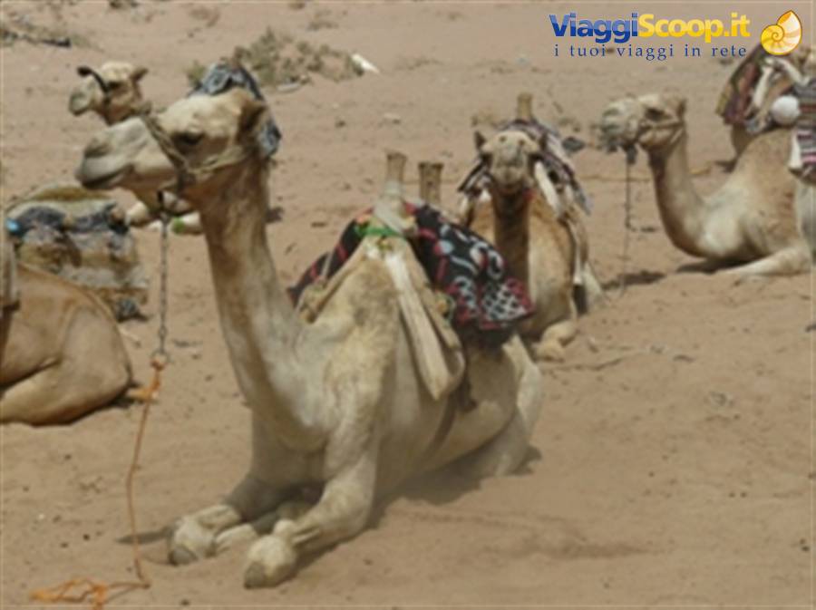 Sinai Desert