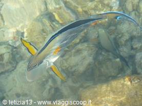 Wonders of the. Red Sea