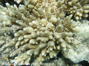 Wonders of the. Red Sea