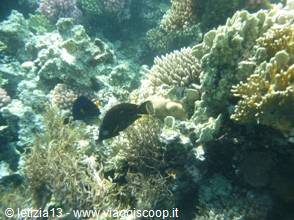 Wonders of the. Red Sea