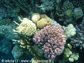 Wonders of the. Red Sea