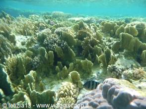 Wonders of the. Red Sea