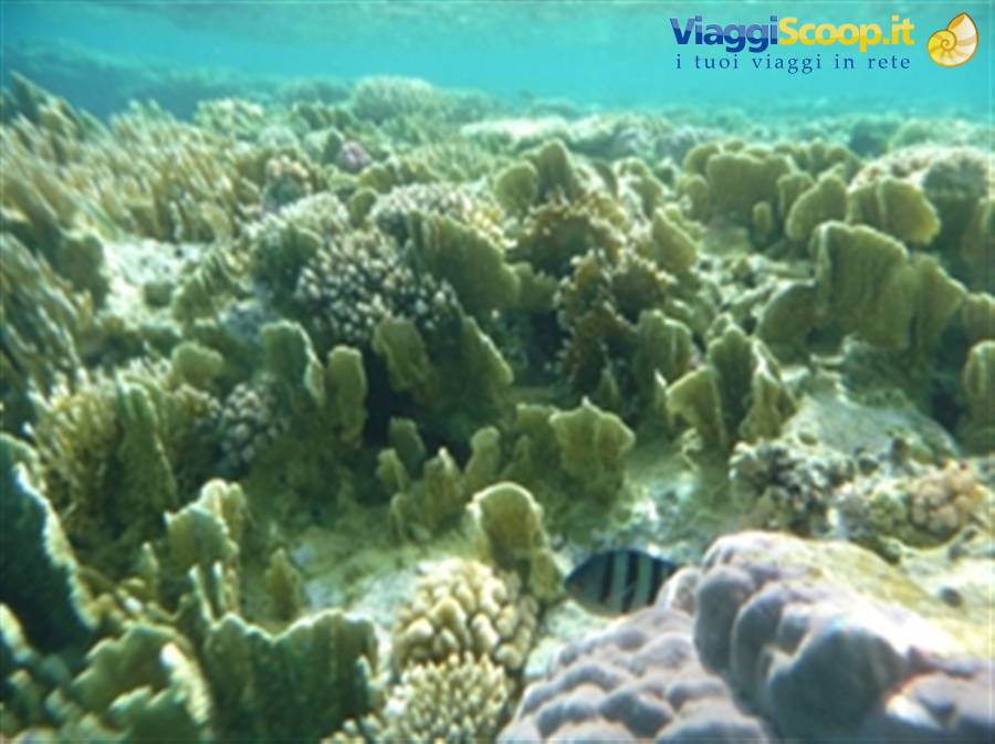Wonders of the. Red Sea