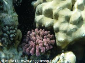 Wonders of the. Red Sea