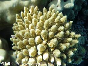 Wonders of the. Red Sea