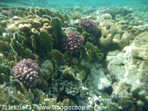 Wonders of the. Red Sea