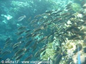 Wonders of the. Red Sea