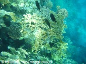 Wonders of the. Red Sea