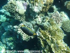 Wonders of the. Red Sea
