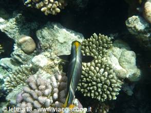 Wonders of the. Red Sea