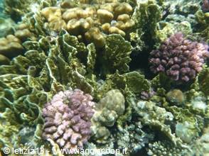 Wonders of the. Red Sea