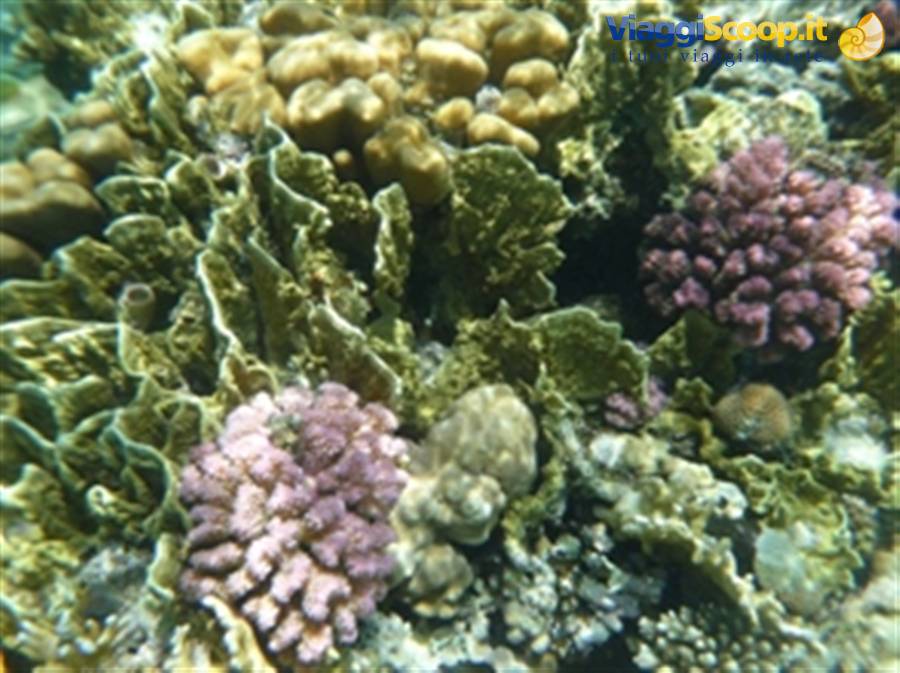 Wonders of the. Red Sea
