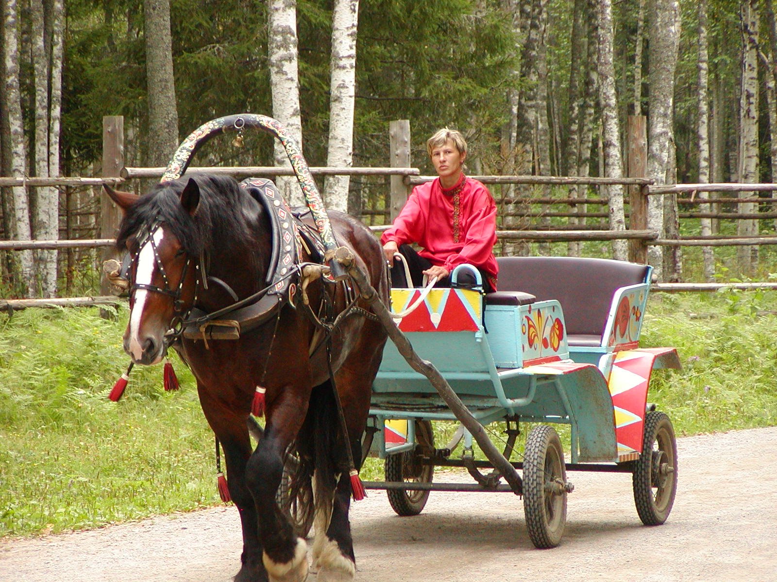 Cavallo bruno tira una carrozza decorata con un conducente in camicia rossa