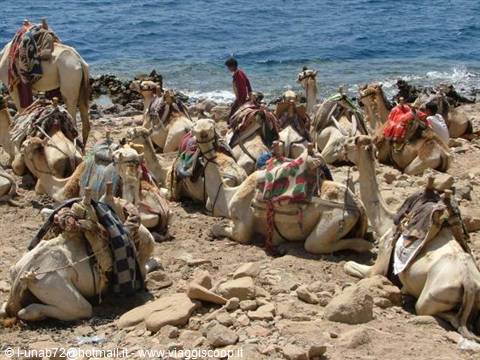 Saddled camels resting on rocky shore by the sea, man standing