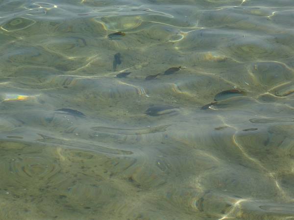 Fish swim in crystal-clear water above sandy seabed, light reflections