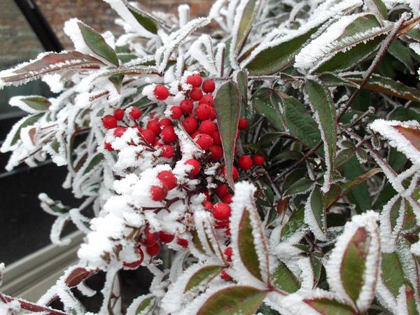 Red berries and dark green leaves covered in white frost, cold light