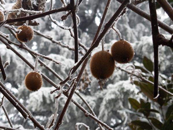 Frost-covered kiwis hanging from brown branches among icy conifers