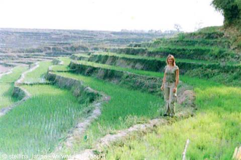Kengtung: rice fields
