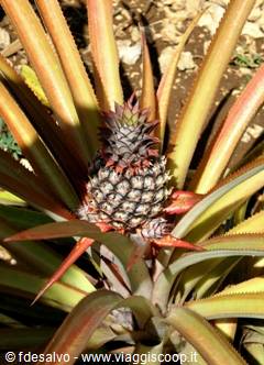 chavon: pineapple