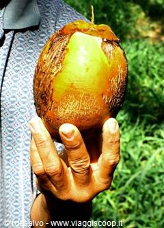 chavon: the unmissable coconut