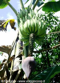 chavon: bananas