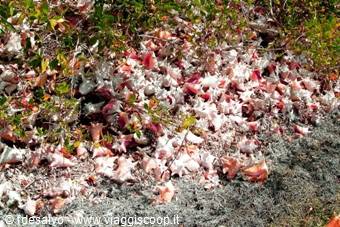 catalinita: shell beach