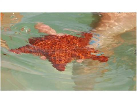 starfish