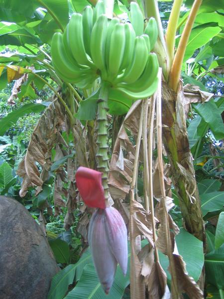 Green banana bunch on tree with red flower hanging below