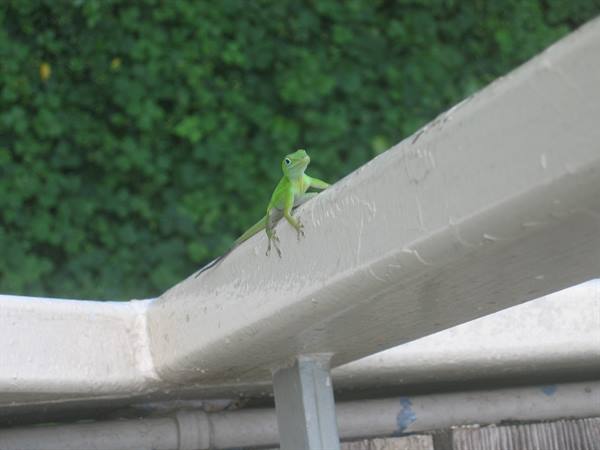 Green lizard climbing on white beam in front of dense foliage