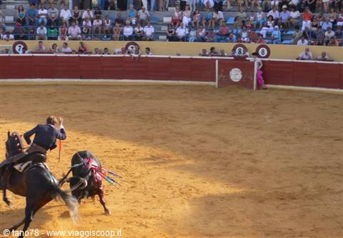 Bullfight