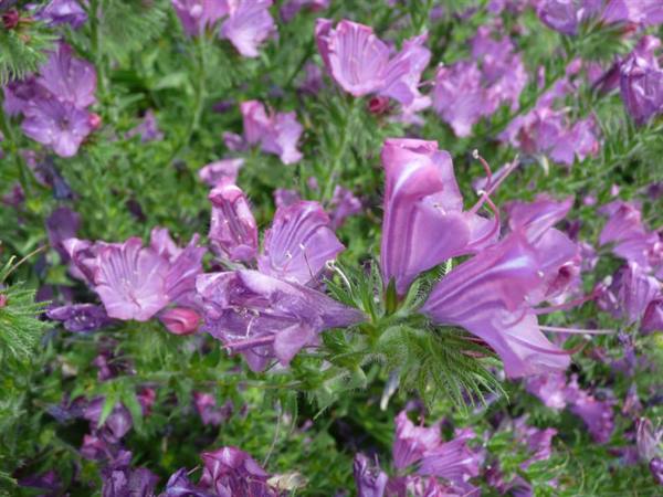 Purple sea echium flowers among green hairy leaves, natural daylight