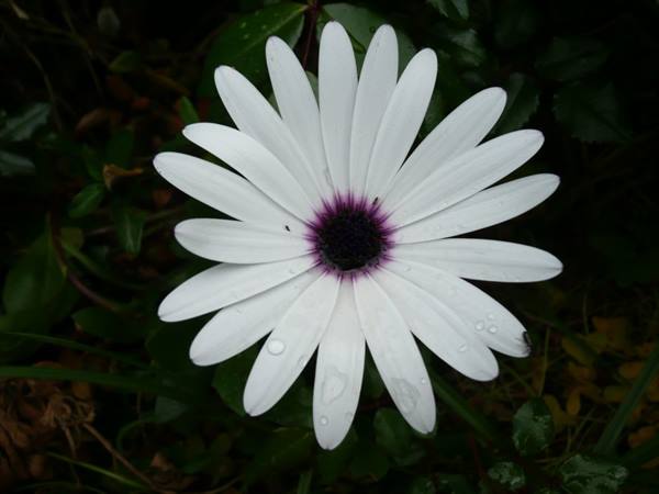 White daisy with purple center, raindrops on petals, dark green foliage