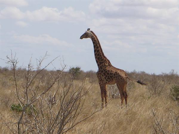 Giraffe - Tsavo East Park