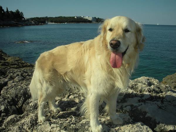 Rudy my travel companion-Istria Croatia