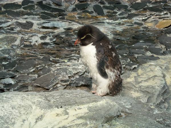 penguin-oceanarium-lisbon