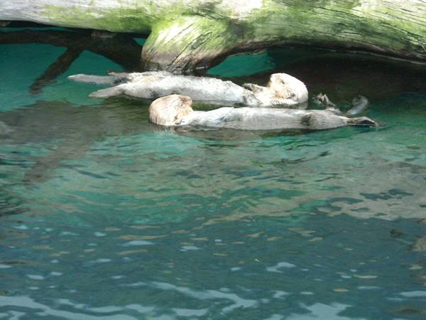 oceanarium-Otter