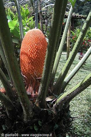 Dwarf cycad