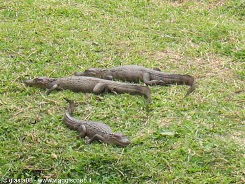 caimans