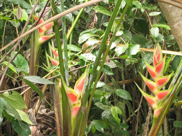 Heliconia in bloom