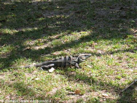 black iguana 1